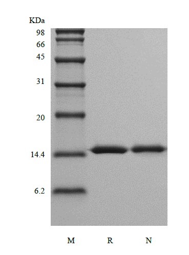 Recombinant Rhesus Macaque Interleukin-16