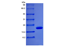 Recombinant Rhesus Macaque Granulocyte Colony Stimulating Factor