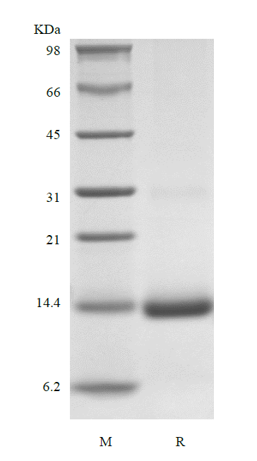 Recombinant Rhesus Macaque Granulocyte-Macrophage Colony Stimulating Factor