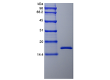 Recombinant Rhesus Macaque Tumor Necrosis Factor-alpha/TNFSF2