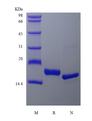 Recombinant Rhesus Macaque Fms-related Tyrosine Kinase 3 Ligand