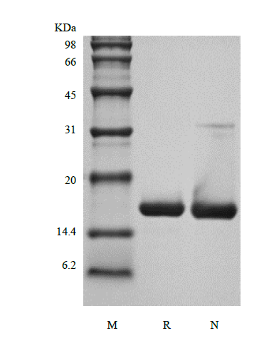 Recombinant Murine Interleukin-1 Receptor Antagonist Protein