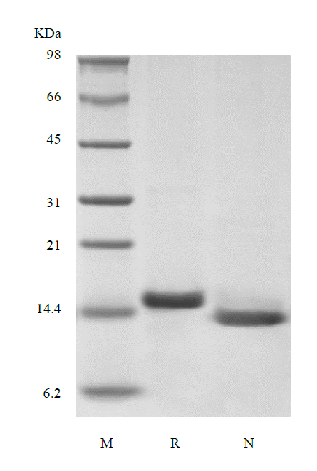 Recombinant Murine Interleukin-3