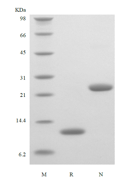 Recombinant Murine Interleukin-5