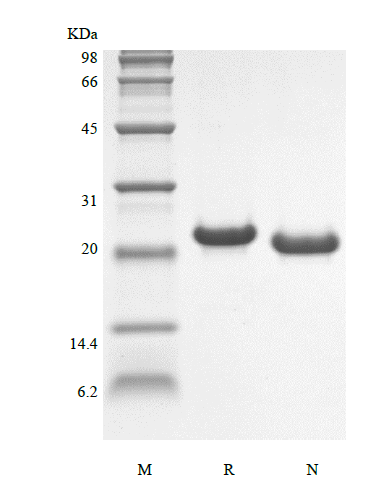 Recombinant Murine Interleukin-6