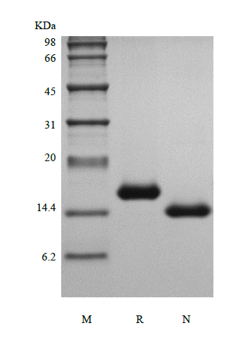 Recombinant Murine Interleukin-7