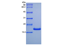 Recombinant Murine Interleukin-10