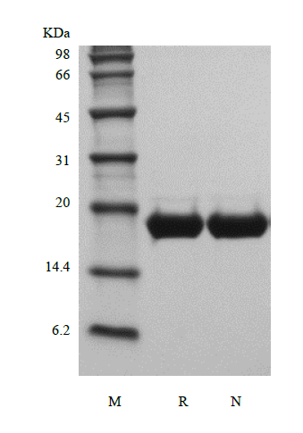 Recombinant Murine Interleukin-11