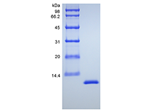 Recombinant Murine Interleukin-13