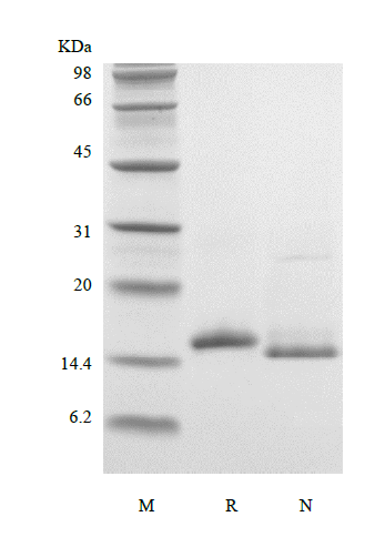 Recombinant Murine Interleukin-16