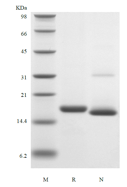 Recombinant Murine Interleukin-19