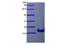 Recombinant Murine Interleukin-21