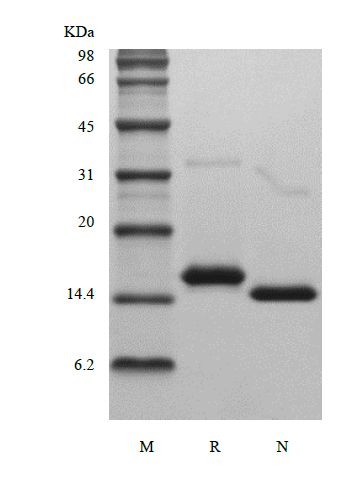 Recombinant Murine Interleukin-22