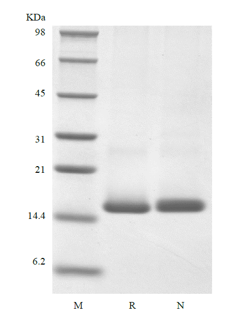 Recombinant Murine SF-20/IL-25