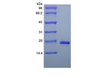 Recombinant Murine Interleukin-33