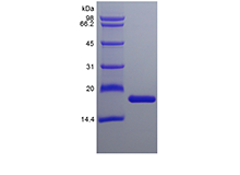 Recombinant Murine Interleukin-36 alpha, 160a.a.