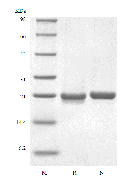 Recombinant Murine Interleukin-36 beta, 183a.a.