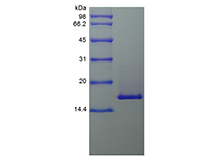 Recombinant Murine Interleukin-36 beta, 153a.a.