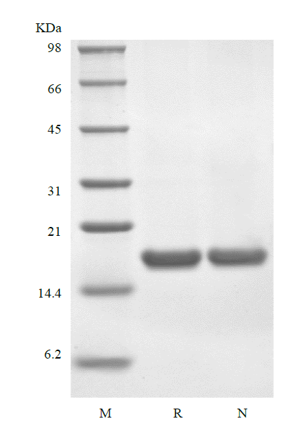 Recombinant Murine Interleukin-36 gamma, 152a.a.