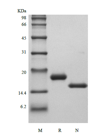 Recombinant Murine Stem Cell Factor