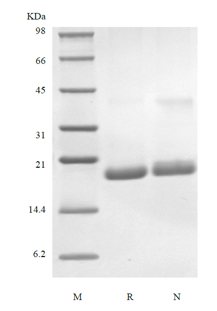 Recombinant Murine Granulocyte Colony-stimulating Factor