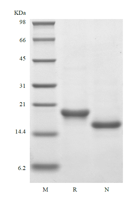 Recombinant Murine Thrombopoietin