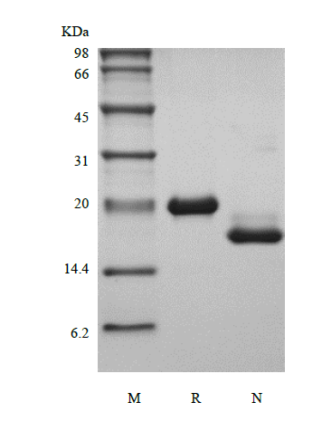 Recombinant Murine Leukemia Inhibitory Factor