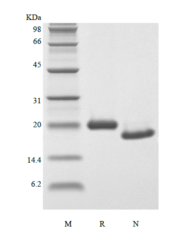 Recombinant Murine Oncostatin-M