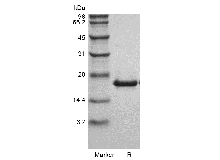 Recombinant Murine LIGHT/TNFSF14