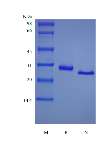 Recombinant Murine soluble Tumor Necrosis Factor Receptor Type II/TNFRSF1B