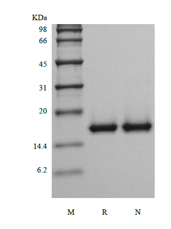 Recombinant Murine Acidic Fibroblast Growth Factor