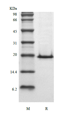 Recombinant Murine Keratinocyte Growth Factor 1/FGF-7