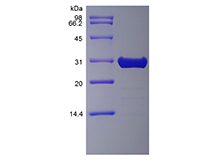 Recombinant Murine Fibroblast Growth Factor 8