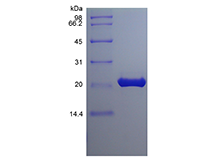 Recombinant Murine Fibroblast Growth factor 9