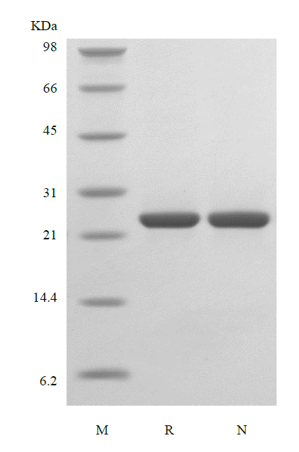 Recombinant Murine Fibroblast Growth Factor 17