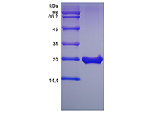 Recombinant Murine Fibroblast Growth Factor 18