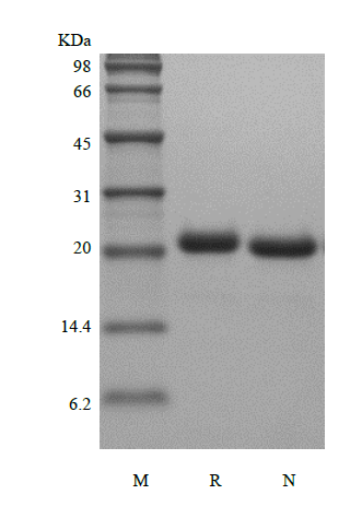 Recombinant Murine Fibroblast Growth Factor 21