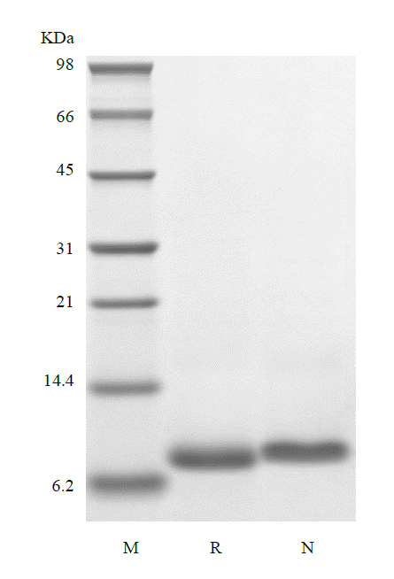 Recombinant Murine Nephroblastoma-overexpressed Gene Protein Homolog