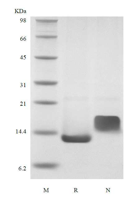 Recombinant Murine Heparin-binding EGF-like Growth Factor