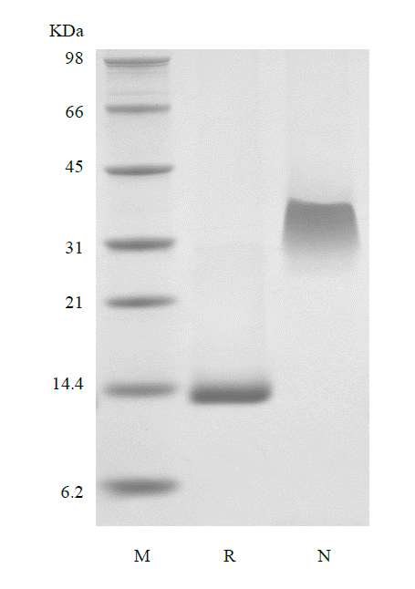 Recombinant Murine Platelet-derived Growth Factor-BB