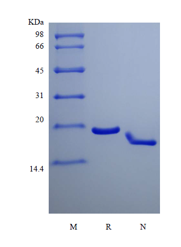 Recombinant Murine Interferon-lambda3/Interleukin-28B