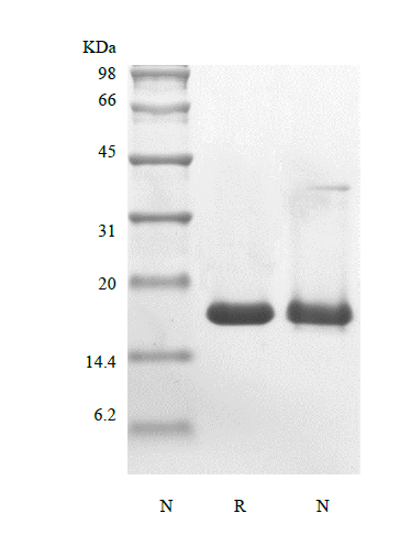 Recombinant Murine Glia Maturation Factor beta