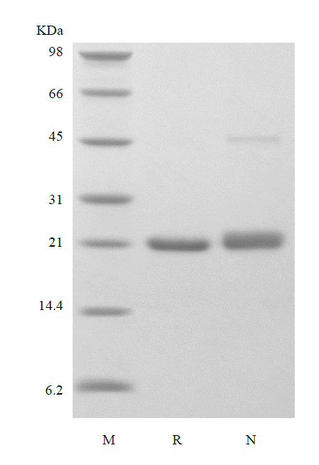 Recombinant Murine Ciliary Neurotrophic Factor