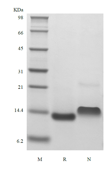 Recombinant Murine Betacellulin