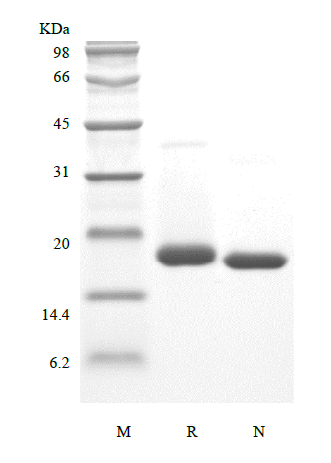 Recombinant Murine Cerebral Dopamine Neurotrophic Factor