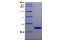 Recombinant Murine Midkine