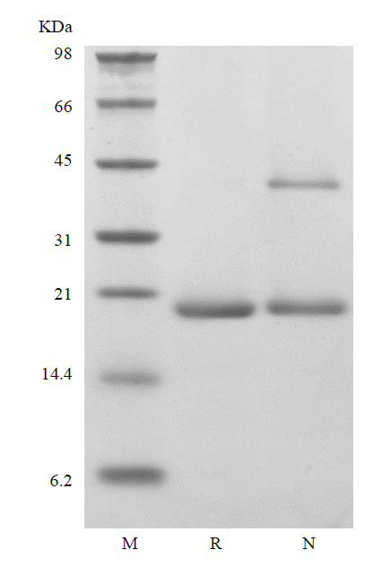 Recombinant Murine Neuropoietin