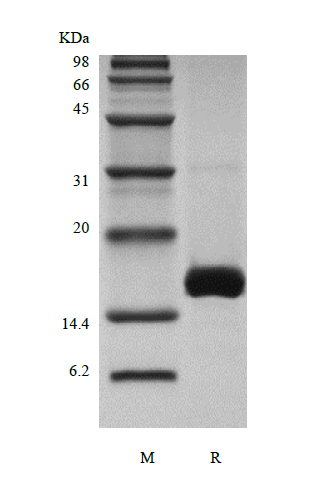 Recombinant Murine Growth Differentiation Factor 7/Bone Morphogenetic Protein-12