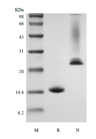 Recombinant Murine Growth Differentiation Factor 5/Bone Morphogenetic Protein-14