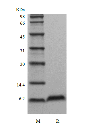 Recombinant Murine Beta-defensin 2